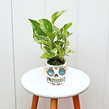 Marble queen pothos for sale  Boca Raton