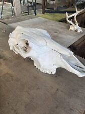 Cow bull skull for sale  Cumby