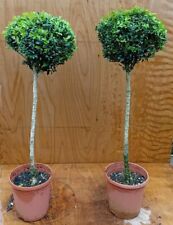 Standard buxus sempervirens for sale  BECCLES