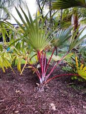 Red latin palm for sale  Fort Pierce