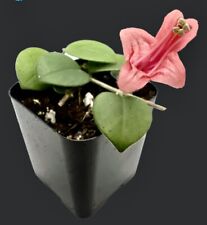 Lipstick plant pot for sale  Canton