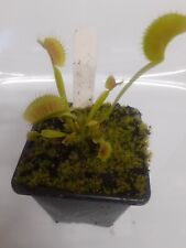 Dionaea muscipula venus for sale  WARMINSTER