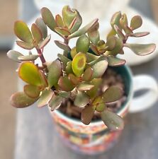 plant jade pot 5 for sale  Henderson