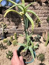 torch aloe for sale  Temecula