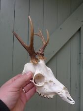 Roe deer skull for sale  WALLASEY