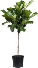 Fiddle leaf fig for sale  USA