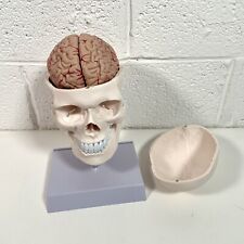 Human skull brain for sale  ROWLEY REGIS