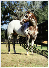 Immagine sottile cavallo usato  Spedire a Italy