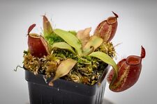 Nepenthes ampullaria seed for sale  Plano