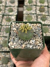 Euphorbia obesa for sale  San Diego