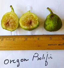 Oregon prolific fig for sale  Somerville