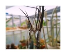 2x Ceropegia Stapeliformis Bindweed Leuchterblume Plants - Seeds B880 for sale  Shipping to South Africa