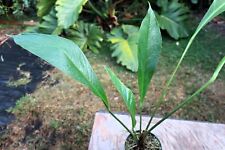 Anthurium acaule plant for sale  Hollywood