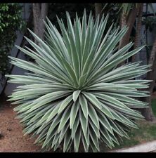 Agave angustifolia caribbean for sale  Seffner