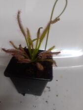 Drosera capensis alicia for sale  WARMINSTER