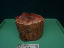 Colorful petrified wood for sale  Essex