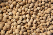 500 noccioli semi usato  Lecce