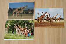 Tier giraffen postkarten gebraucht kaufen  Berlin