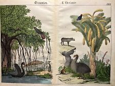 Ilustración antigua Oceanía 1838 coloreada a mano acuarela animales fauna flora naturaleza segunda mano  Embacar hacia Argentina
