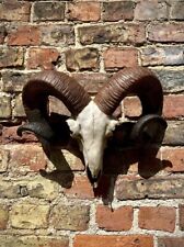Rams head skull for sale  KING'S LYNN