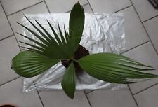 zimmerpflanze palme gebraucht kaufen  Renchen