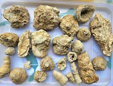 Konvolut fossilien fränkische gebraucht kaufen  Buchenbühl,-Ziegelstein
