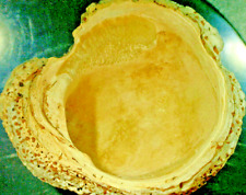 Prehistoric clam shell for sale  Glendora