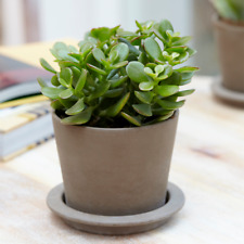 Crassula ovata money for sale  UK