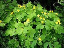 Greater celandine chelidonium for sale  GREENOCK