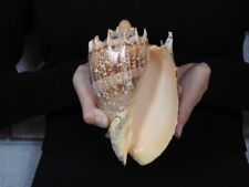 Sea Shell Voluta imperialis 177mm ID#7403 for sale  Shipping to South Africa
