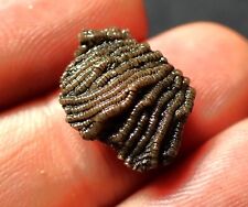 Tiny detailed crinoid for sale  BRISTOL