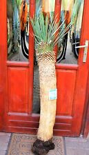 Yucca rostrata 135 for sale  Shipping to Ireland