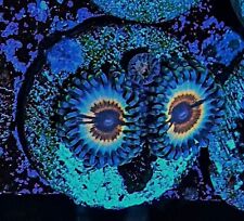 Sonic flare zoanthid for sale  HOLMFIRTH