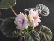 African violet plant for sale  Ruckersville