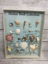 Antique marine seashells for sale  Ashland City