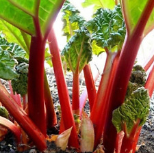 Rhubarb seeds victoria for sale  Berwyn
