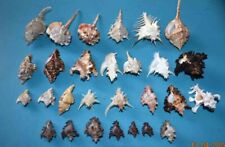 Sea shell lot d'occasion  Agde