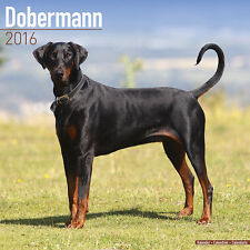 Calendrier 2016 doberman d'occasion  Troyes