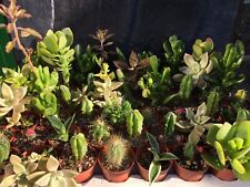 54 minis / succulent mix / we / own roots Crassula, Rhipsalis, Haworthia, etc for sale  Shipping to South Africa