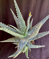 Aloe kelly blue for sale  Palm City