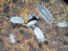 Powder blue isopods for sale  New Market