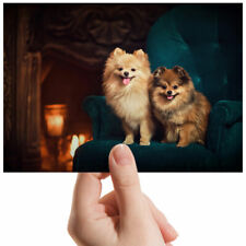 Pomeranian dogs puppies for sale  SELBY