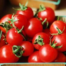 Vegetable cherry tomato for sale  EXETER