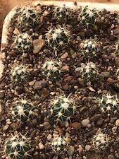 Echinocactus polycephalus xera usato  Santeramo In Colle