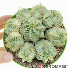 Euphorbia meloformis per usato  Cortona