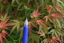 Japanese maple wilsons for sale  USA