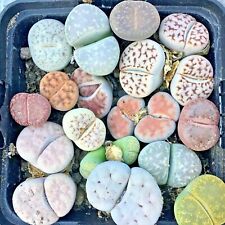 Lithops Seeds - SUMMER  SALE - up to 33% off! - C Numbers and Cultivars segunda mano  Embacar hacia Spain