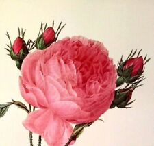 Redoute flower rosier d'occasion  Expédié en Belgium