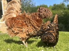 Frizzle chamois gold for sale  HUNTINGDON