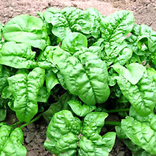 300 spinach bloomsdale for sale  Greenville